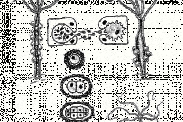 Кракен официальная ссылка kraken torion