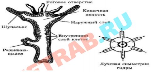 Ссылка кракен сайт зеркало